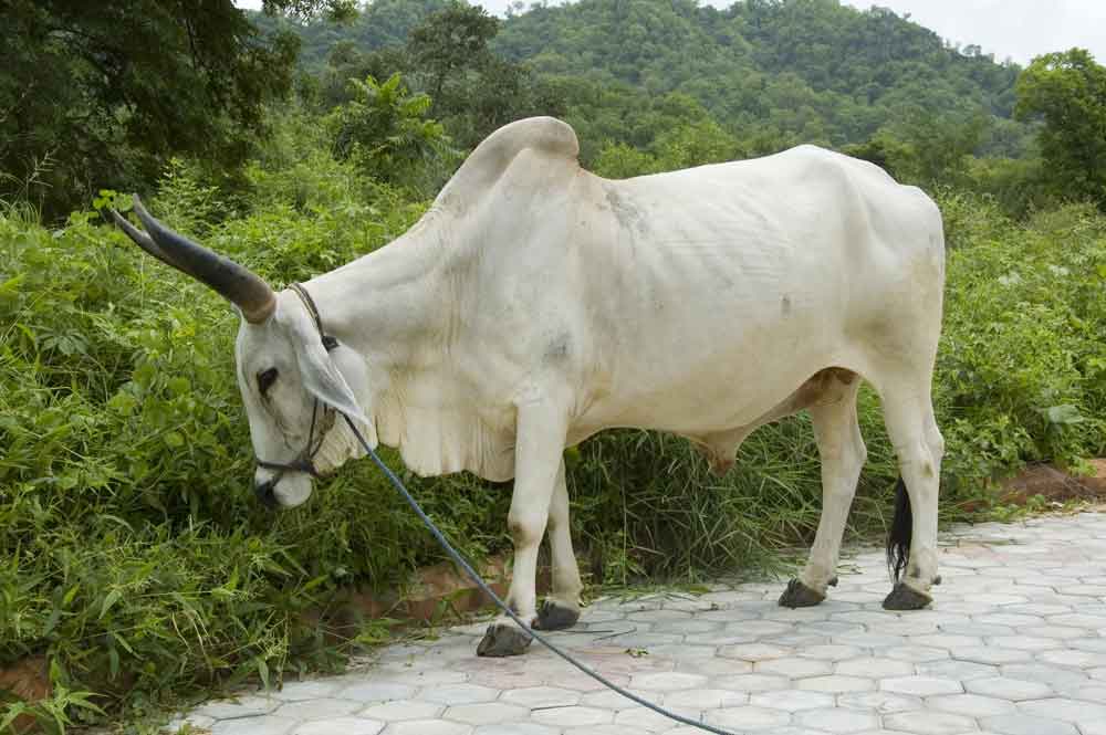 Vaca - India 5.jpg